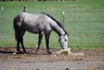 grey mare.jpg grey mare.jpg