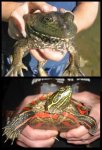 frog and turtle.jpg