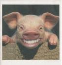 grin pig.jpg