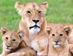 1.lioness_cubs_.jpg