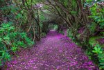 amazing-paths-21.jpg