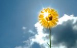 sunflower.jpg