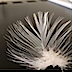 Feather.png Feather.png