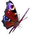 butterflyangle.gif