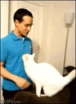 epic-hugs-friends-cute-cat.jpg