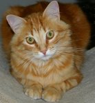 Beauty Cat (2).jpg