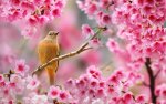 248340-nature-birds-animals-flowers-plants-depth_of_field-cherry_blossom-736x459.jpg