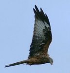 220px-Red_Kite_1.jpg 220px-Red_Kite_1.jpg