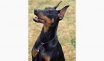 doberman-pinscher-5.jpg