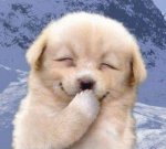 smile+dog.jpg