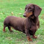 weenie dog.png