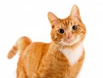 Pudding-cat.jpg