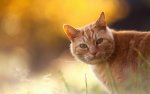 Cat_orange.jpg Cat_orange.jpg