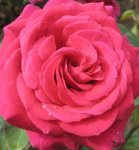 roses-roses-29851161-1643-1779.jpg