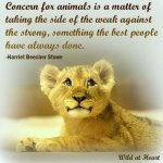 Concern For Animals.jpg