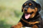 rottweiler_puppy_head_grass.jpg rottweiler_puppy_head_grass.jpg