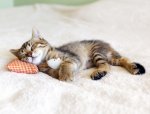 sleeping kitten.jpg sleeping kitten.jpg
