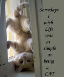 Being A Cat.jpg