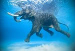 14-elephant-underwater-photography.jpg