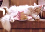 cat-with-cake-birthday-card.jpg