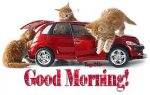 Cat's Car.jpg Cat's Car.jpg