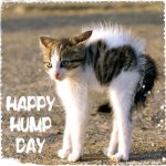 Happy Hump Day-1.jpg