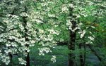 dogwood2.jpg