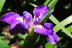 Purple-Flag-Iris.jpg