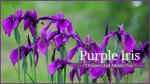 Iris-Meaning-Purple-Iris.jpg