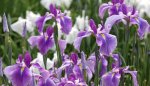 purpleIris.jpg