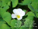 Psalms 119-1,2,3.jpg