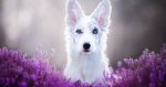 dogwhitelav.jpg