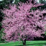 EASTERN-REDBUD_350_THUMB.jpg