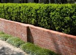Japanese%20boxwood.jpg