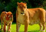 liger-vs-tiger-height.jpg