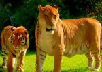 liger-vs-tiger-height.jpg liger-vs-tiger-height.jpg