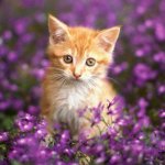 Cat-In-FLowers.jpg Cat-In-FLowers.jpg