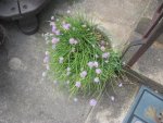 IMG_0787.jpg IMG_0787.jpg