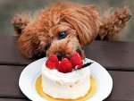 puppy-eats-cake.jpg