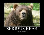 Serious-Bear-Is-Not-Amused-Funny-Meme-Image.jpg