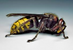 hornet 1.png