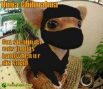 funny-dog-picture-ninja-chihuahua.jpg