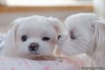 Tiny_Cute_Puppy_Kiss.jpg