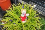 Leetradescantia.jpg