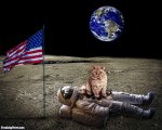 Cat-on-the-Moon-125308.jpg Cat-on-the-Moon-125308.jpg