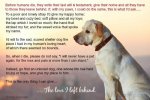 dogs_will_and_testament_500x334.jpg
