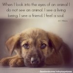 dog-soul.jpg