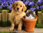 pupkit.jpg