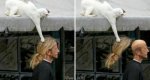 23-stealing-cats.jpg 23-stealing-cats.jpg