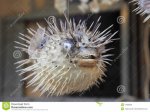blowfish-market-17665299.jpg